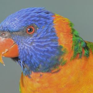 Red-collared lorikeet