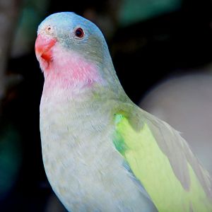 Princess parrot