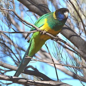 Australian ringneck parrot.   Race zonarius