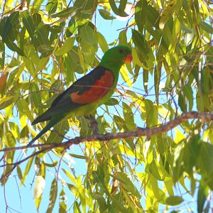 Crimson-winged parrot