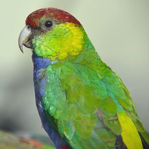 Red-capped parrot