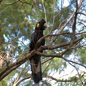 Yellow-tailed black cockatoo