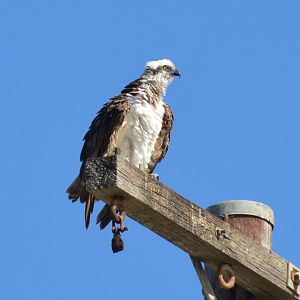 Osprey