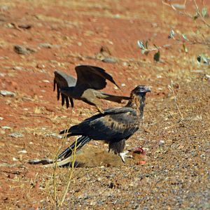 Wedge-tailed eagle harassed by black kite