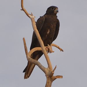 Black falcon