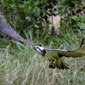Osprey