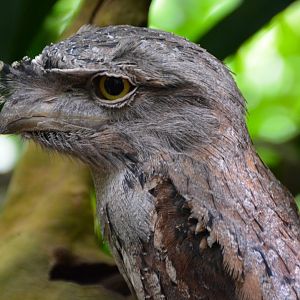 Tawny frogmouth