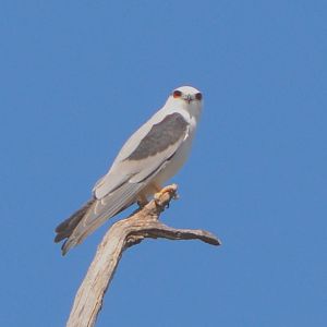 Black-shouldered kite