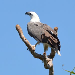 White-bellied sea-eagle