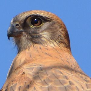 Brown falcon