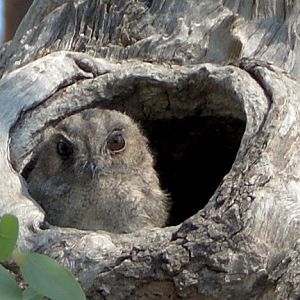 Owlet-nightjar