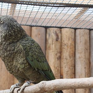 Kea