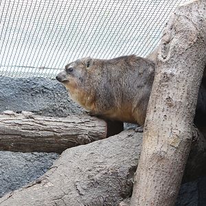 Hyrax