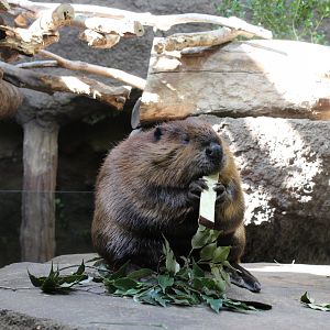 Beaver