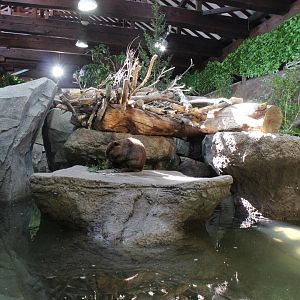 Half of the beaver exhibit