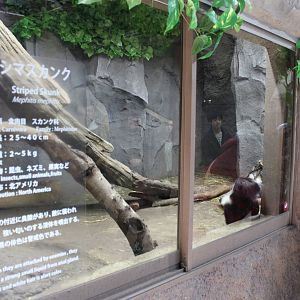 Striped skunk exhibit
