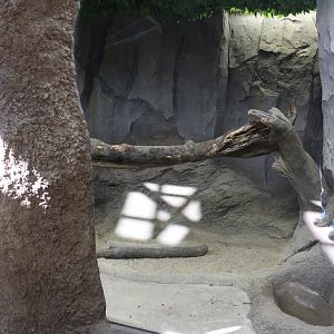 Peccary exhibit