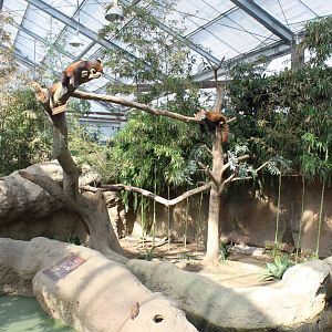 Red panda exhibit