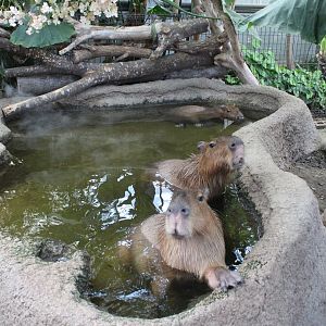 Capybara with hot water
