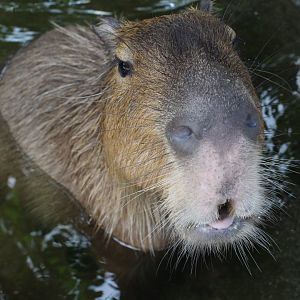 This is not food,capybara!