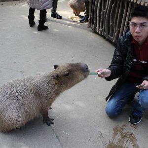 Feeding a capybara, Kobe Animal Kingdom