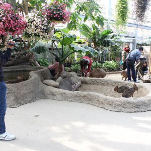 Capybara/mara exhibit