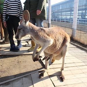 Red kangaroo with three foot