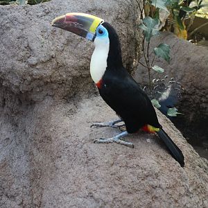 Red billed toucan