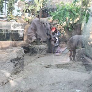 Half of the brazilian tapir exhibit