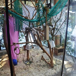 Bolivian Squirrel Monkey Enclosure at Ljubljana Zoo, 07/03/18
