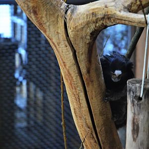 Black-eared Marmoset at Ljubljana Zoo, 07/03/18