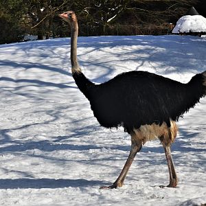 Common Ostrich at Ljubljana Zoo, 07/03/18