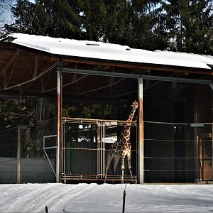 Giraffe House at Ljubljana Zoo, 07/03/18
