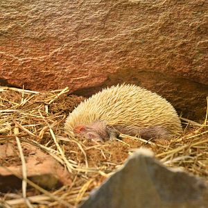 Lesser Hedgehog Tenrec at Ljubljana Zoo, 07/03/18