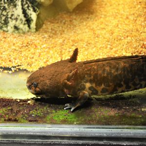 Anderson's Salamander at Ljubljana Zoo, 07/03/18