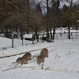 Capybara Paddock at Ljubljana Zoo, 07/03/18