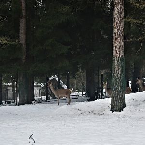 European Red Deer at Ljubljana Zoo, 07/03/18