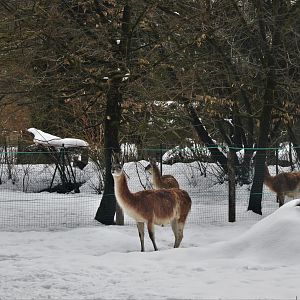 Guanaco at Ljubljana Zoo, 07/03/18