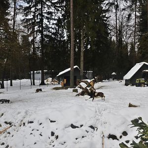Fallow Deer and Mouflon Paddock at Ljubljana Zoo, 07/03/18