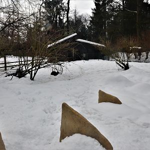 Red-necked Wallaby Walkthough at Ljubljana Zoo, 07/03/18