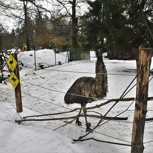 Emu at Ljubljana Zoo, 07/03/18