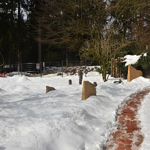 Red-necked Wallaby Walkthough at Ljubljana Zoo, 07/03/18