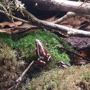 Epipedobates anthonyi