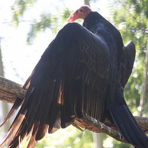 Turkey vulture