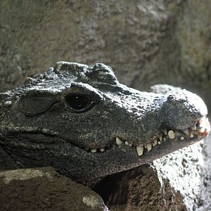 African dwarf-crocodile
