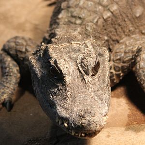 African dwarf-crocodile