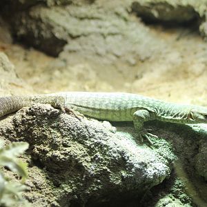 Freckled monitor - Varanus tristis orientalis