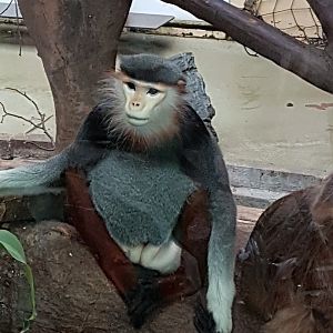 Douc langur