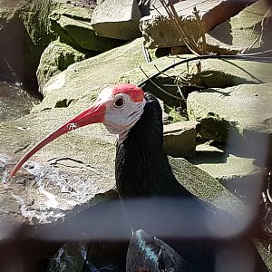 Bald ibis