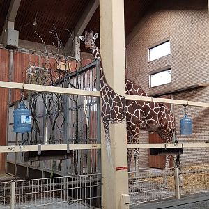 Giraffe house